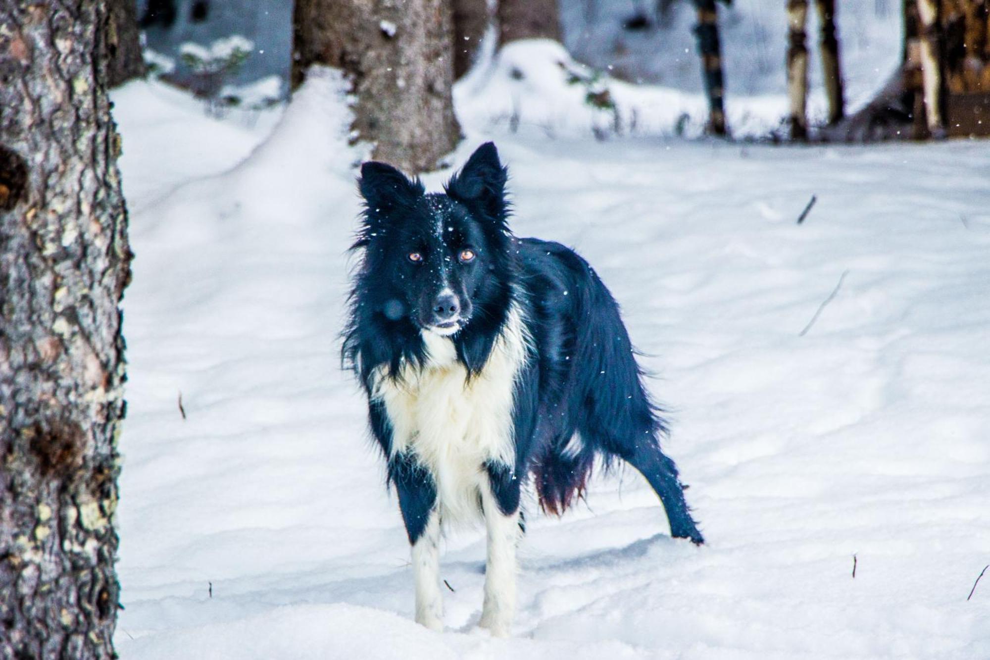 Mont Megantic - Le Madison Lodge *